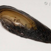 Painter's Mussel